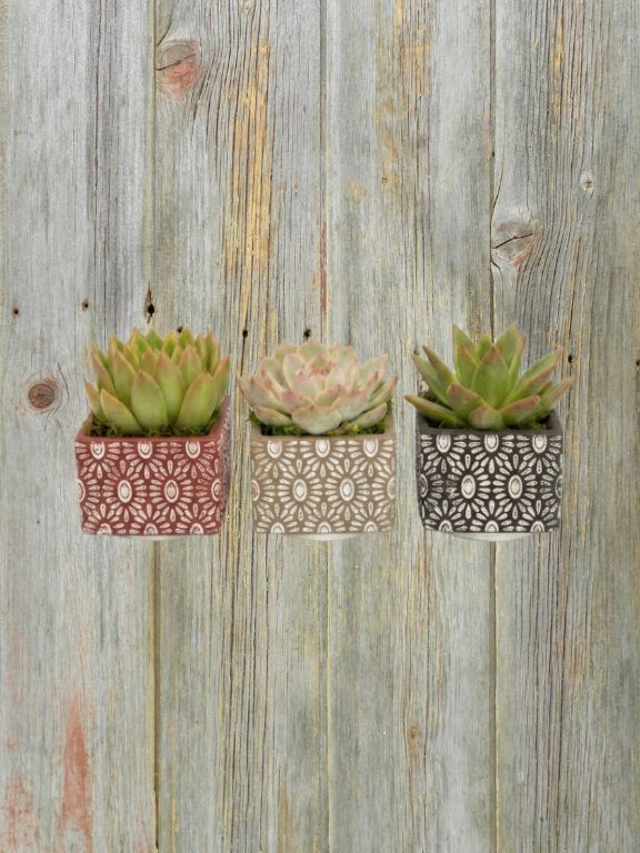 3" ABSTRACT ENGRAVINGS SUCCULENT PLANT COMBO